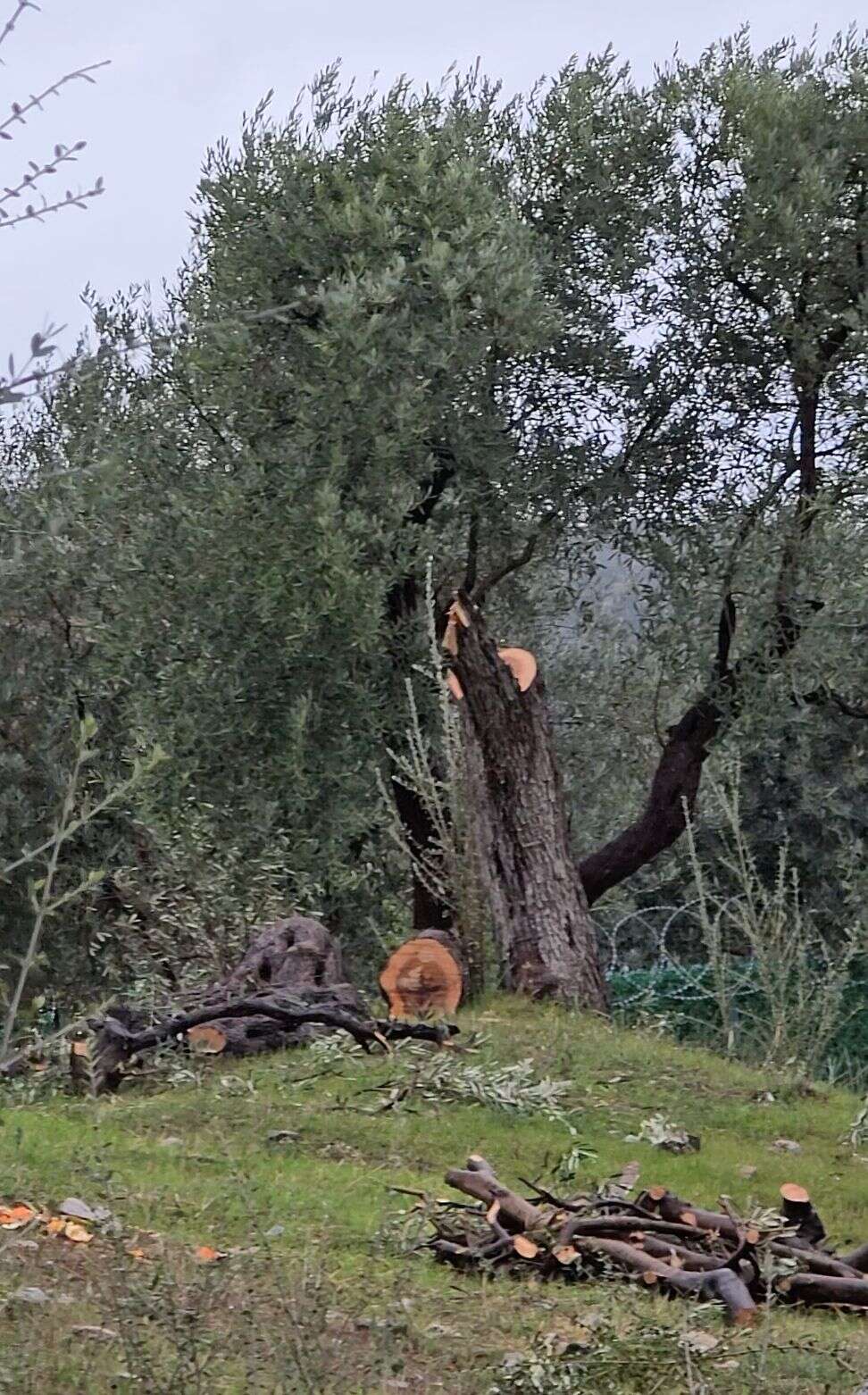 Özgür Özel’in Milas Ziyareti Öncesi  CHP Milas İlçe Başkanının Zeytin Ağaçlarını Kestiği İddiası 2